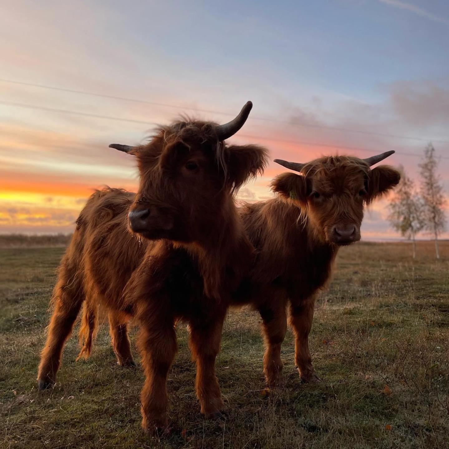 Appartamento Kihnu Kuelalistemaja Lemsi Esterno foto
